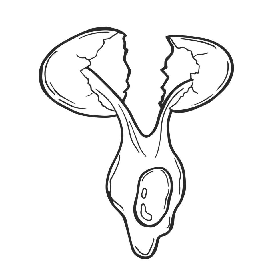 Cracked broken and spilled chicken egg sketch in doodle style vector