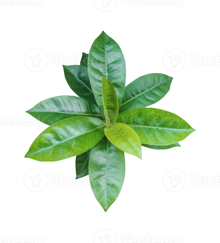 green leaf on transparent background, green leaves isolated on background png