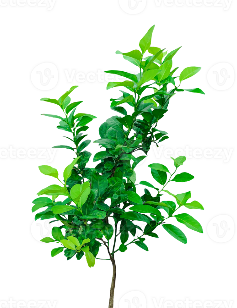 a small green lemon plant on a background, a orange tree, a green Malta tree on transparent background, png