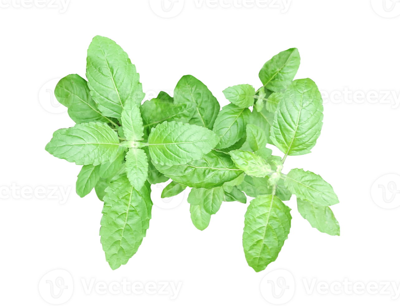 a green leaves of mint plant on transparent background, fresh leaves of mint isolated on transparent background, png