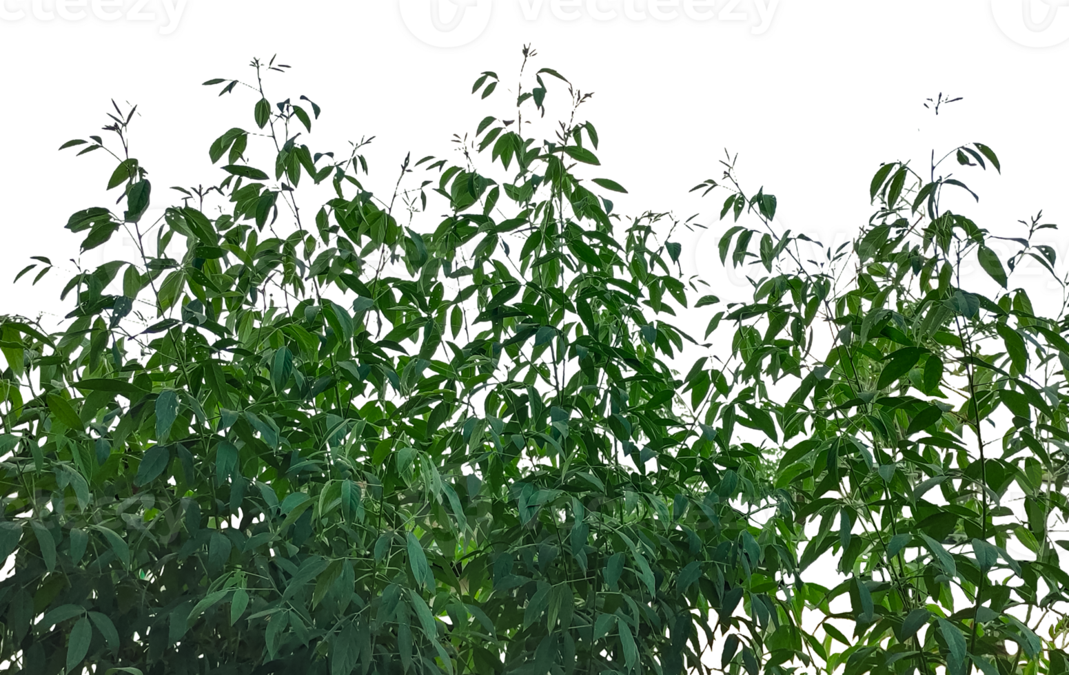 a tree with leaves on it, green grass in a field, green grass in the wind, green grass frame on transparent background, png