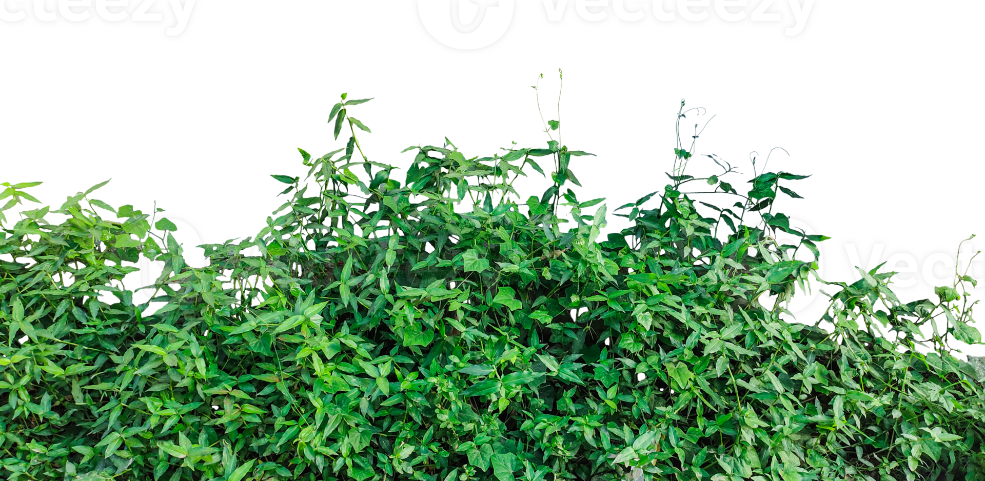 a bush with green leaves on it, green plants frame on a background, a tree with leaves on it, green grass in a field, green grass in the wind, png