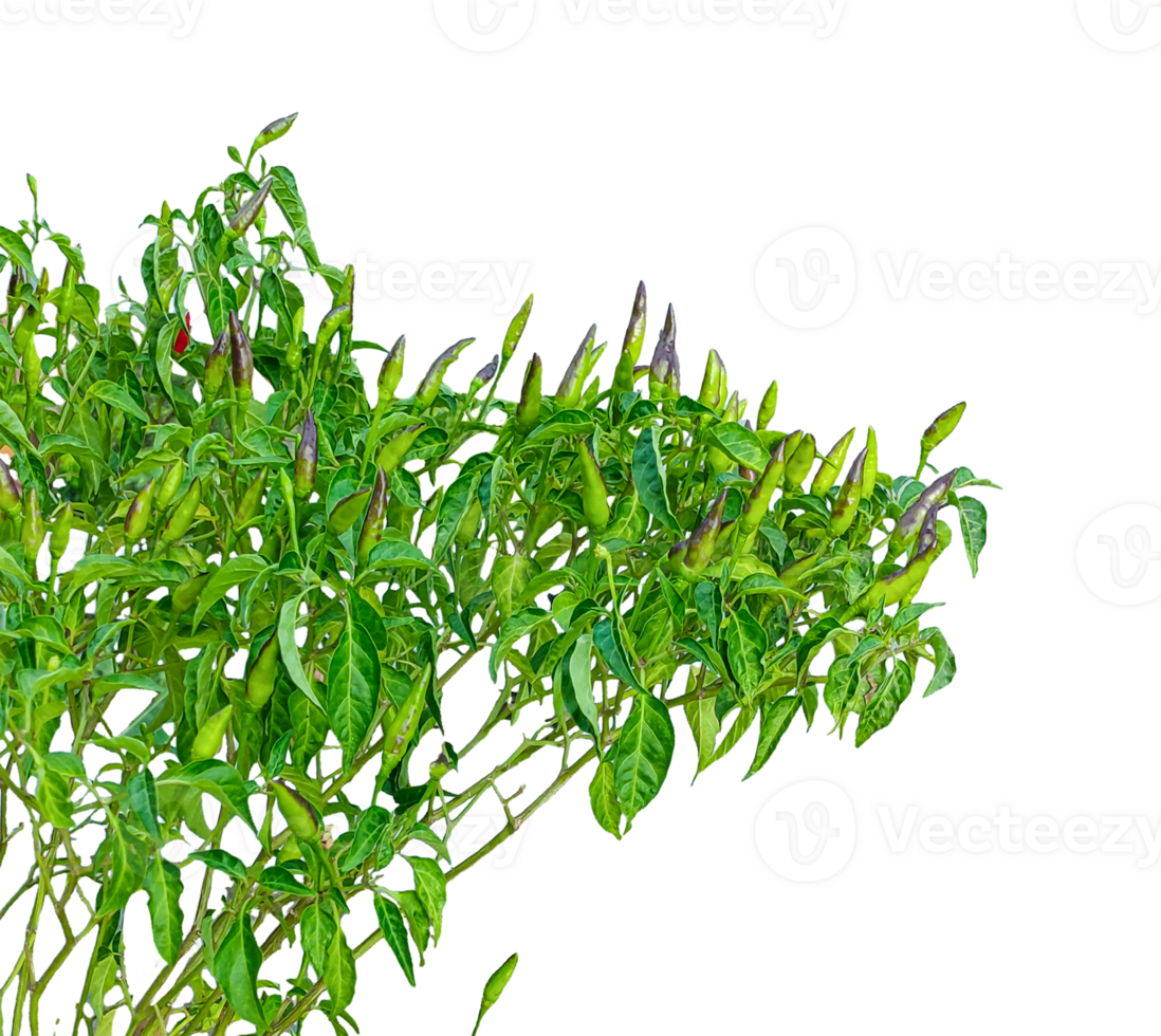 a chili plant with green leaves on a transparent, background, chili tree frame, a green chili tree leaf, red chili pepper, green chili, chili plant, spicy, green chili tree on background png