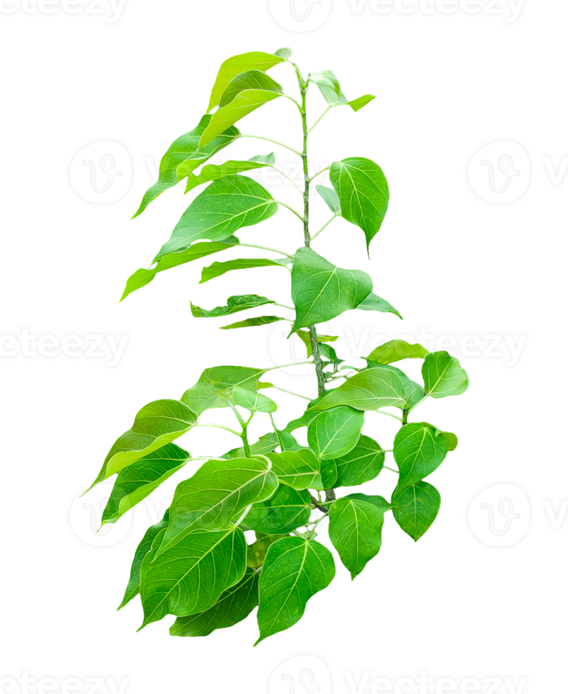a plant of banyan tree with green leaves on a transparent background, png