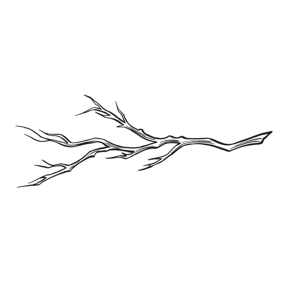 Bare tree branch sketch. graphic line illustration, hand drawn isolated. Black and white doodle of sprig. Forest and park plant, nature concept. Clipart for logo, postcard, sticker, wrapping. vector