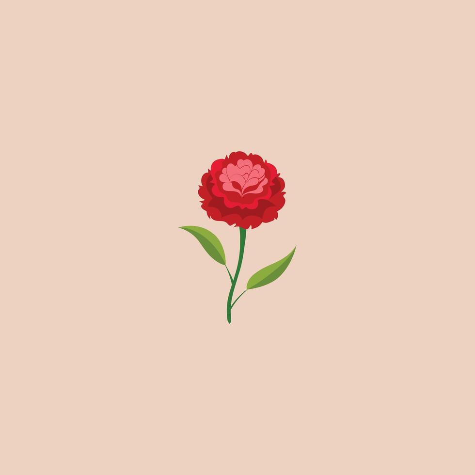 Carnation flowers on white background vector