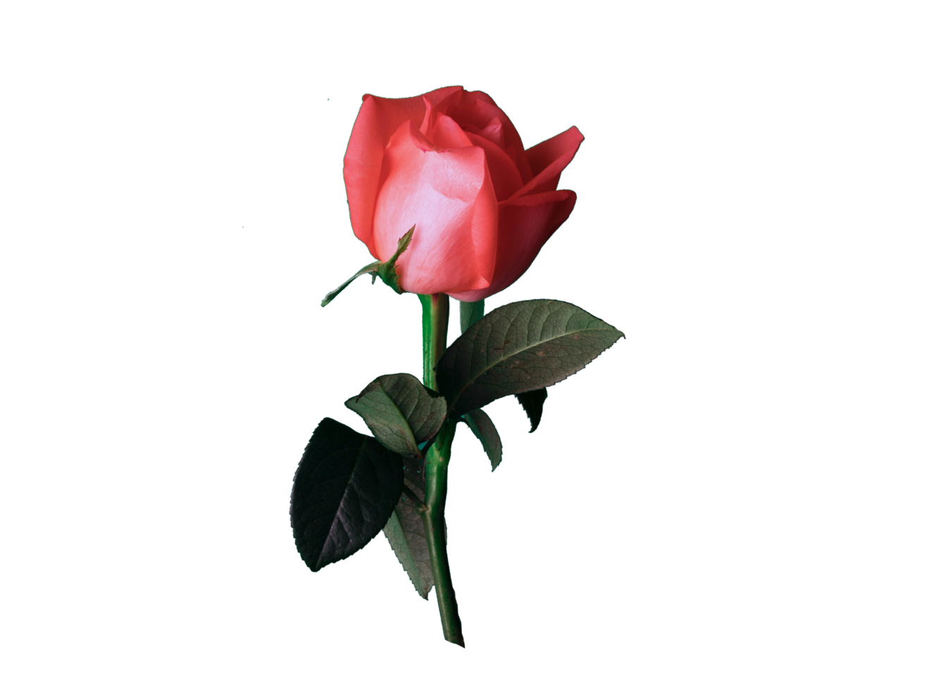 Transparent Background Red Rose png