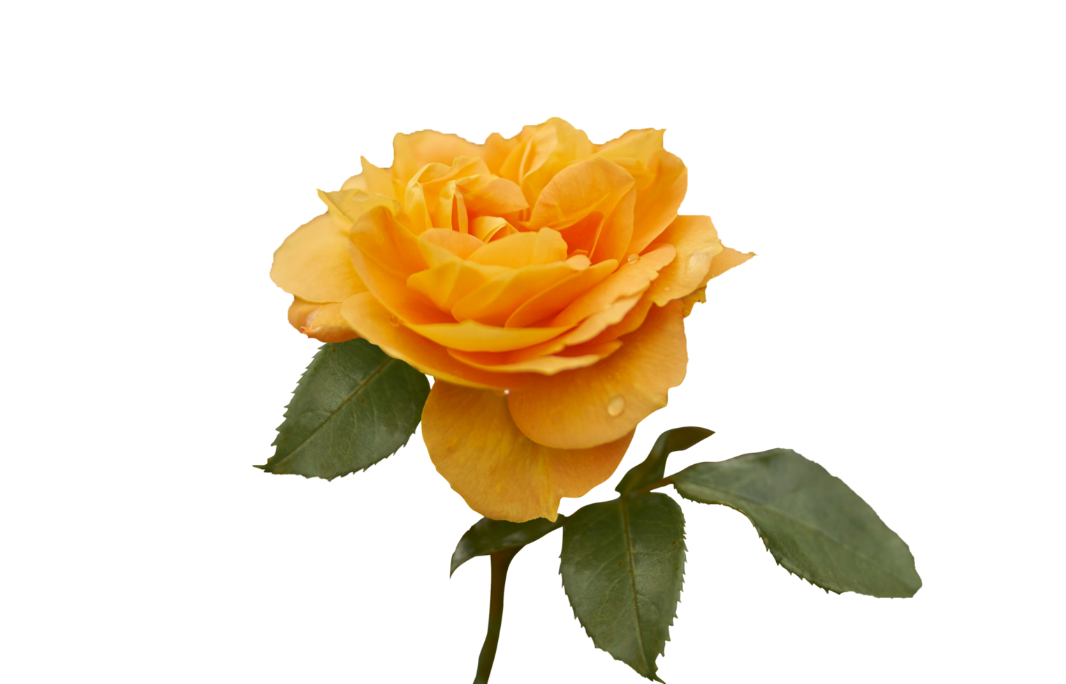 yellow rose isolated on transparent background png