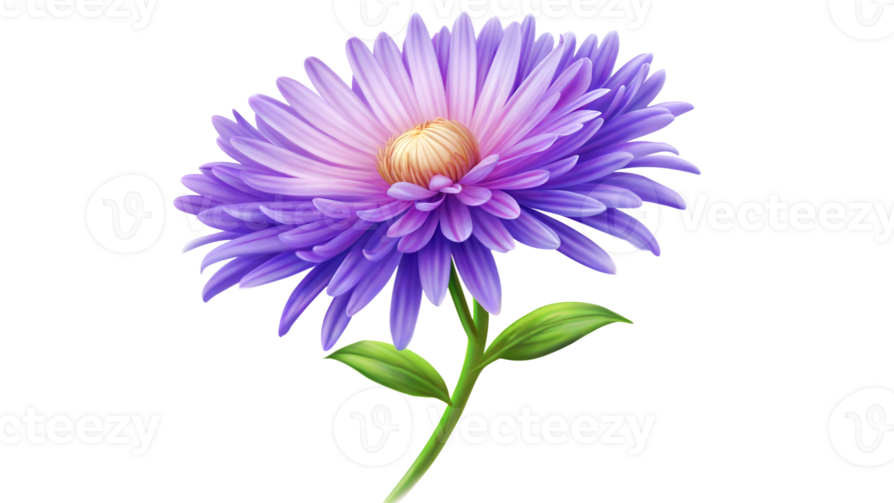 Aster flower Isolated on transparent background png
