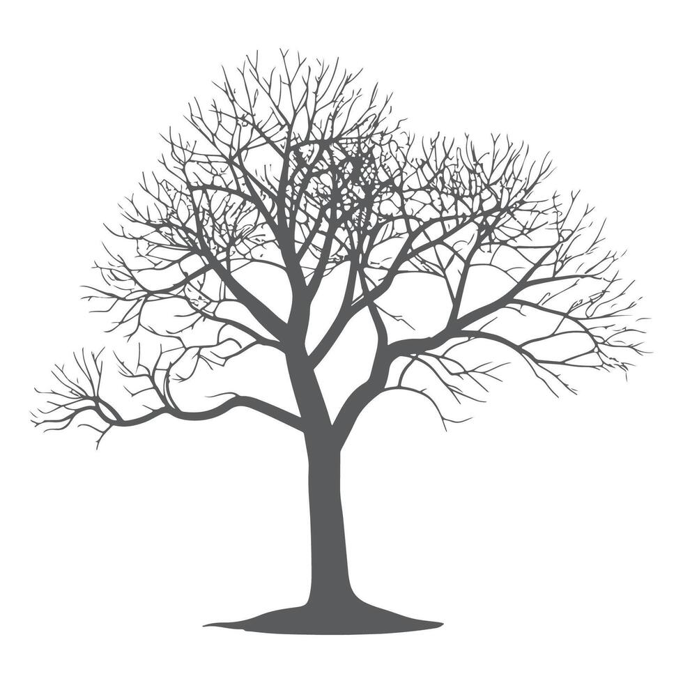 A tree with no leaves is shown in a black and white drawing vector