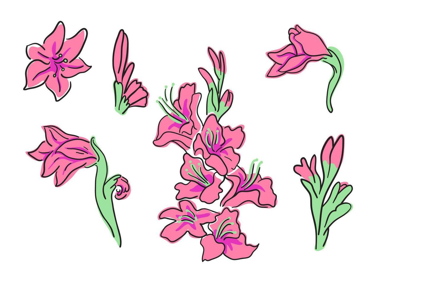 set of pink gladiolus vector