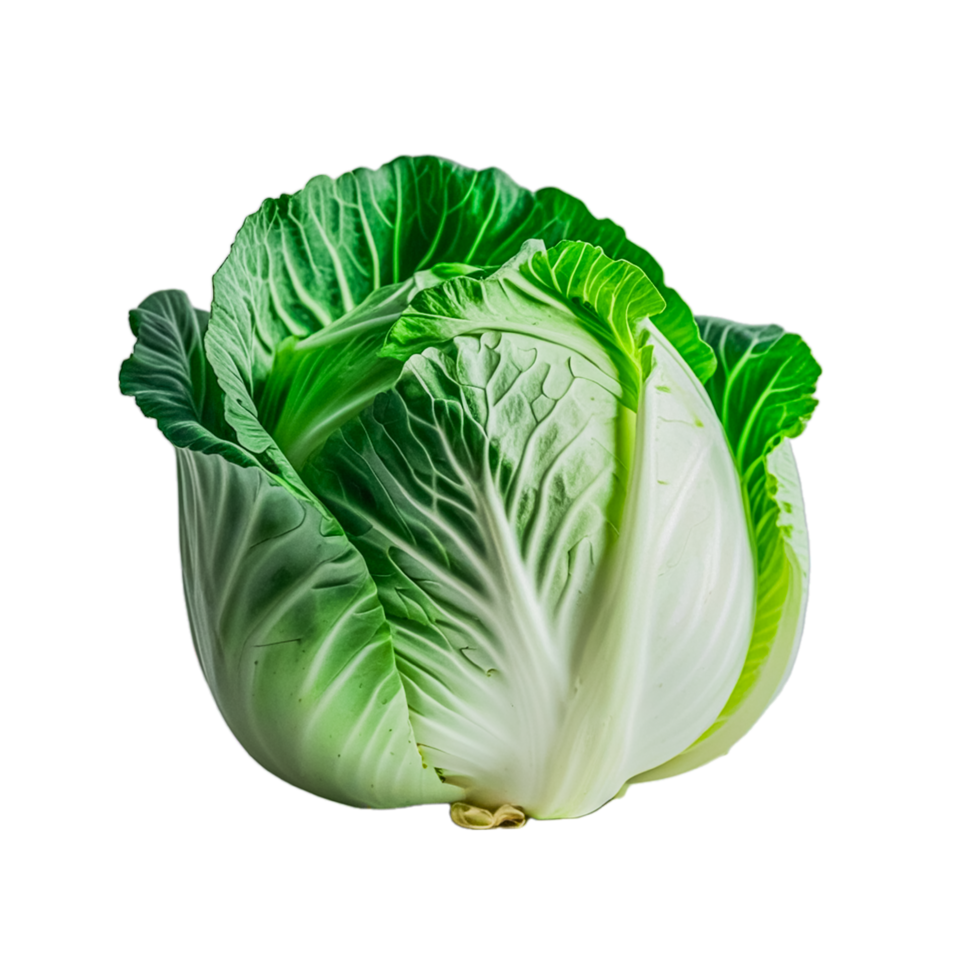 Fresh organic Cabbage png
