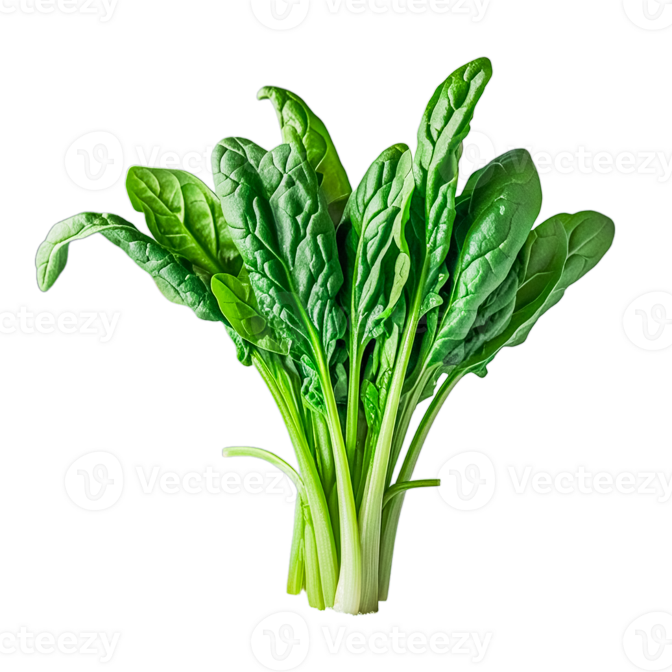 Bundle of fresh spinach leaf png