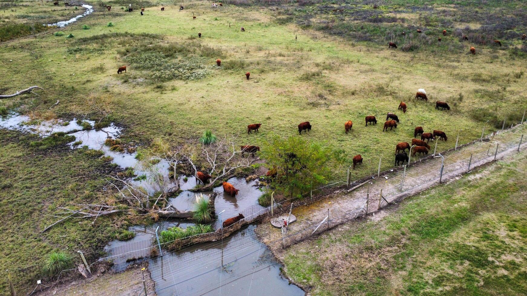 Aerial view of a cattle ranch photo