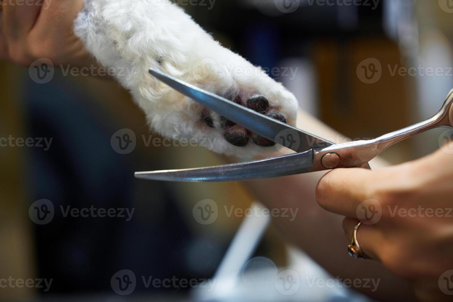 Groomer carefully trims the fur on a dogs paw in a bright grooming salon photo