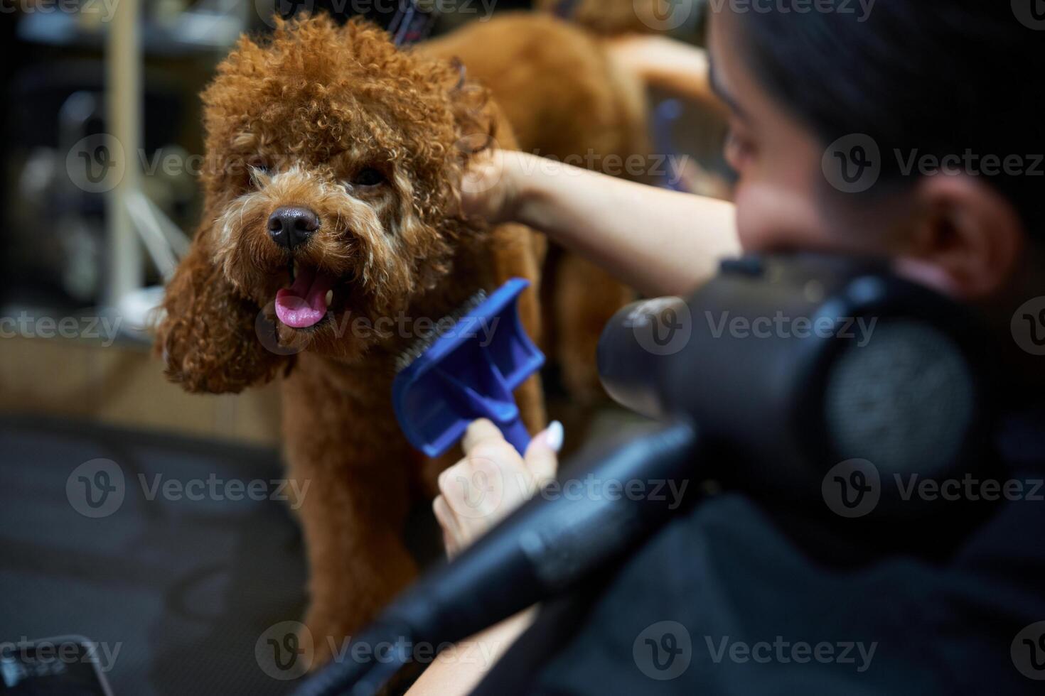 Dog grooming session in a pet salon with a playful curly-haired poodle photo