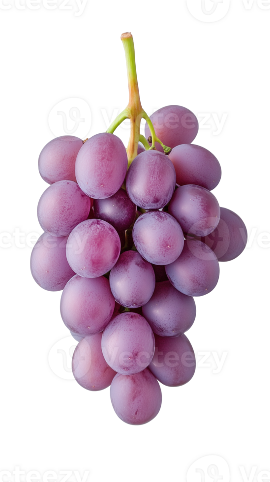 Bunch of fresh red grapes hanging from stem on transparent background, vibrant and ripe png