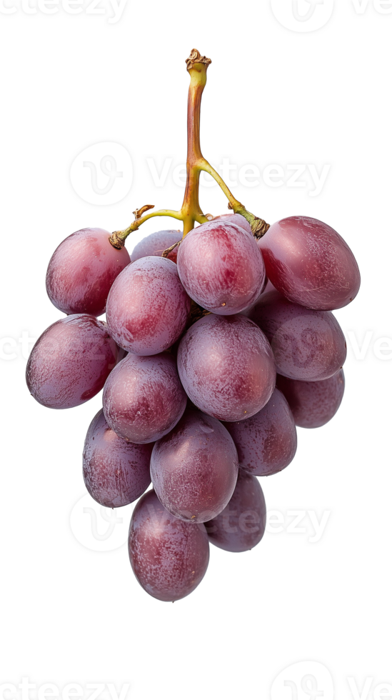 Bunch of fresh red grapes hanging from stem on transparent background, vibrant and natural png