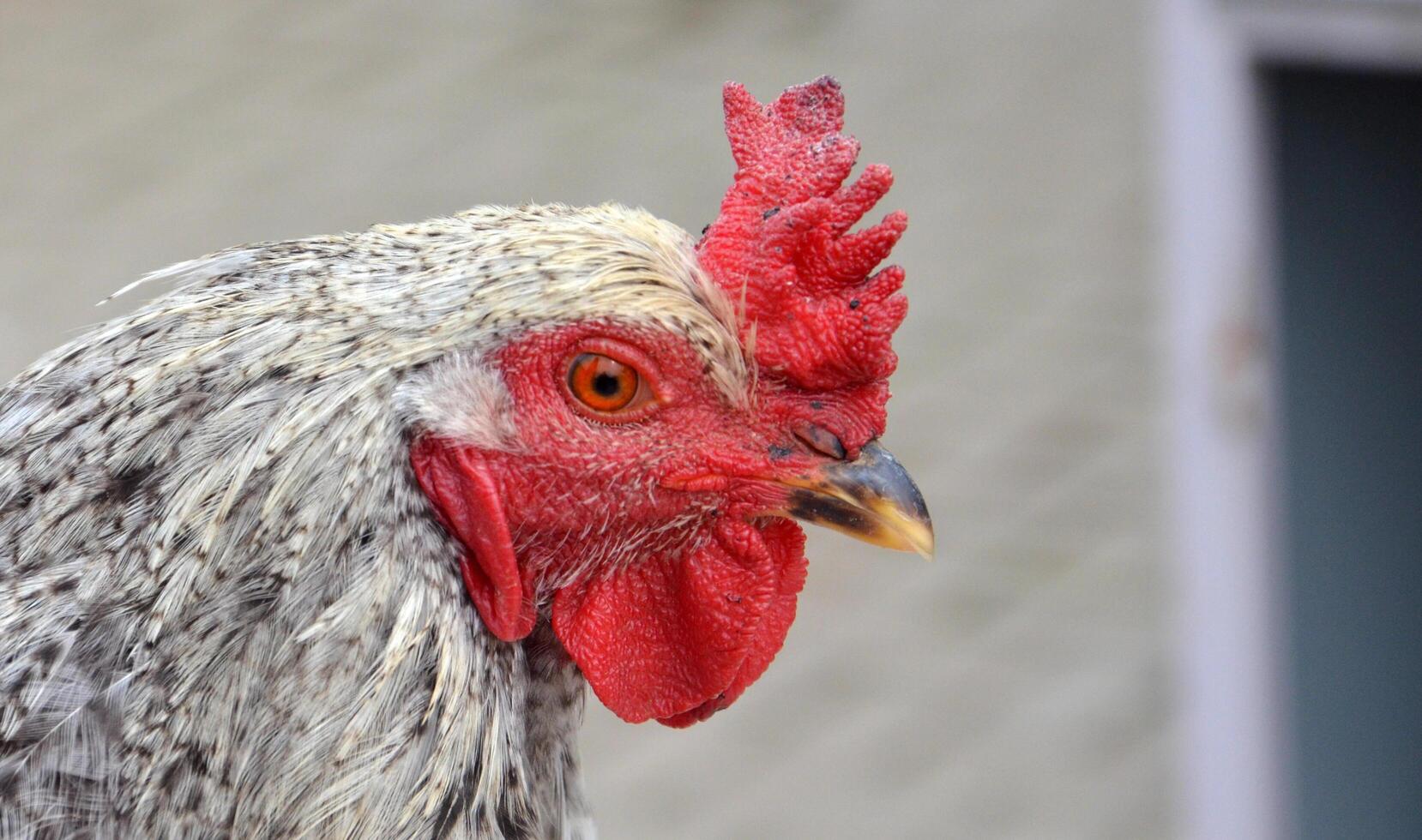 Rooster bird for sale at a farmer market photo
