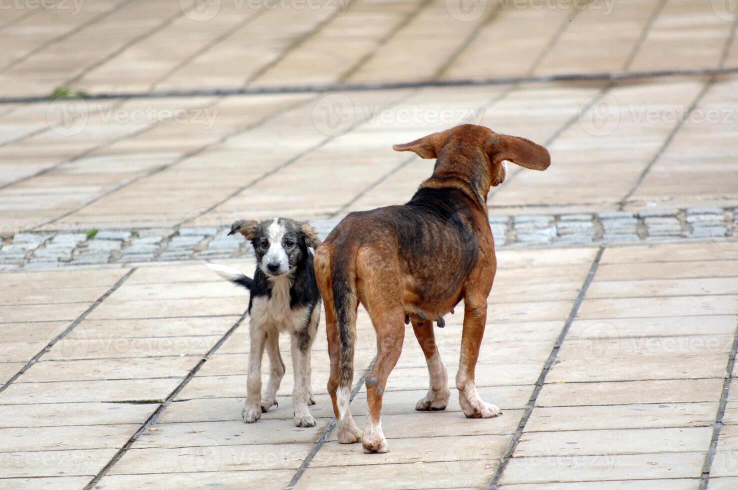 sad stray dogs on the street photo