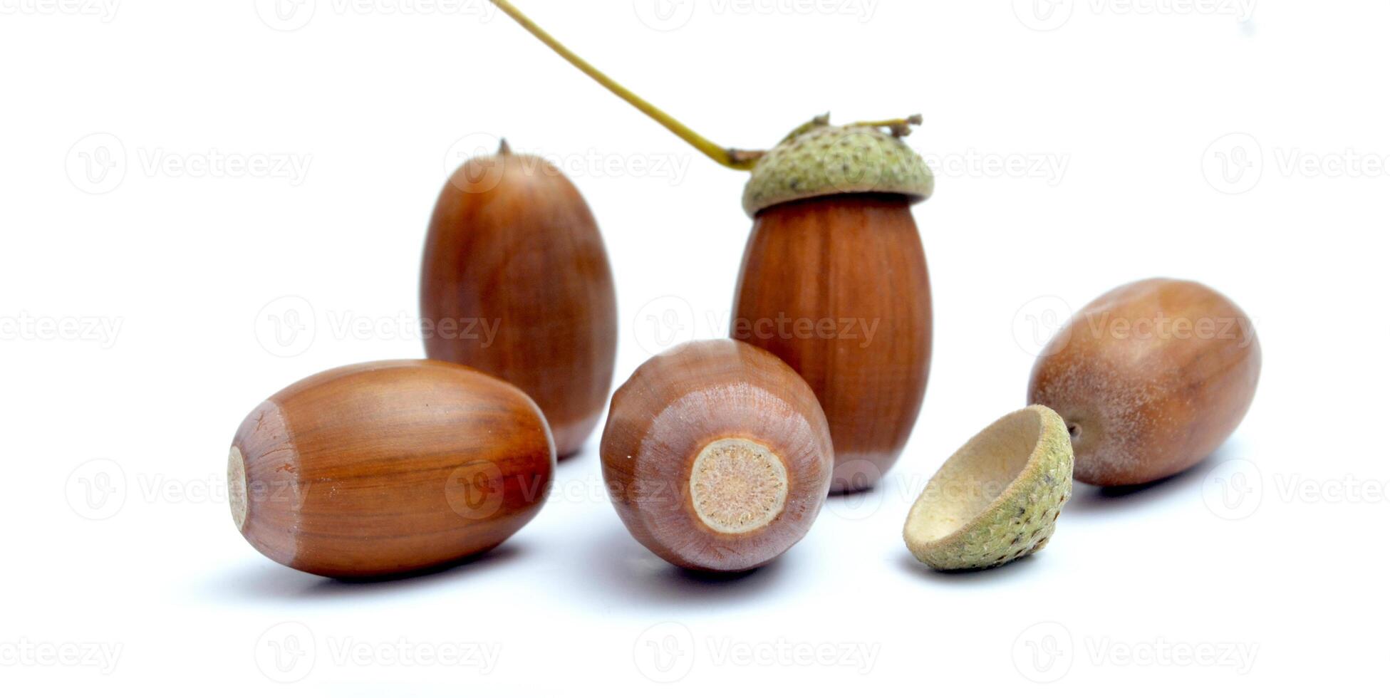 Acorns on the white background photo