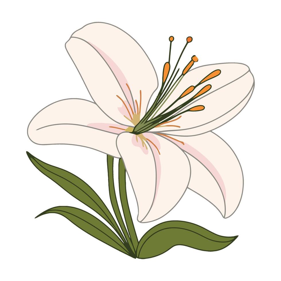 A white lily with green leaves on a white background vector