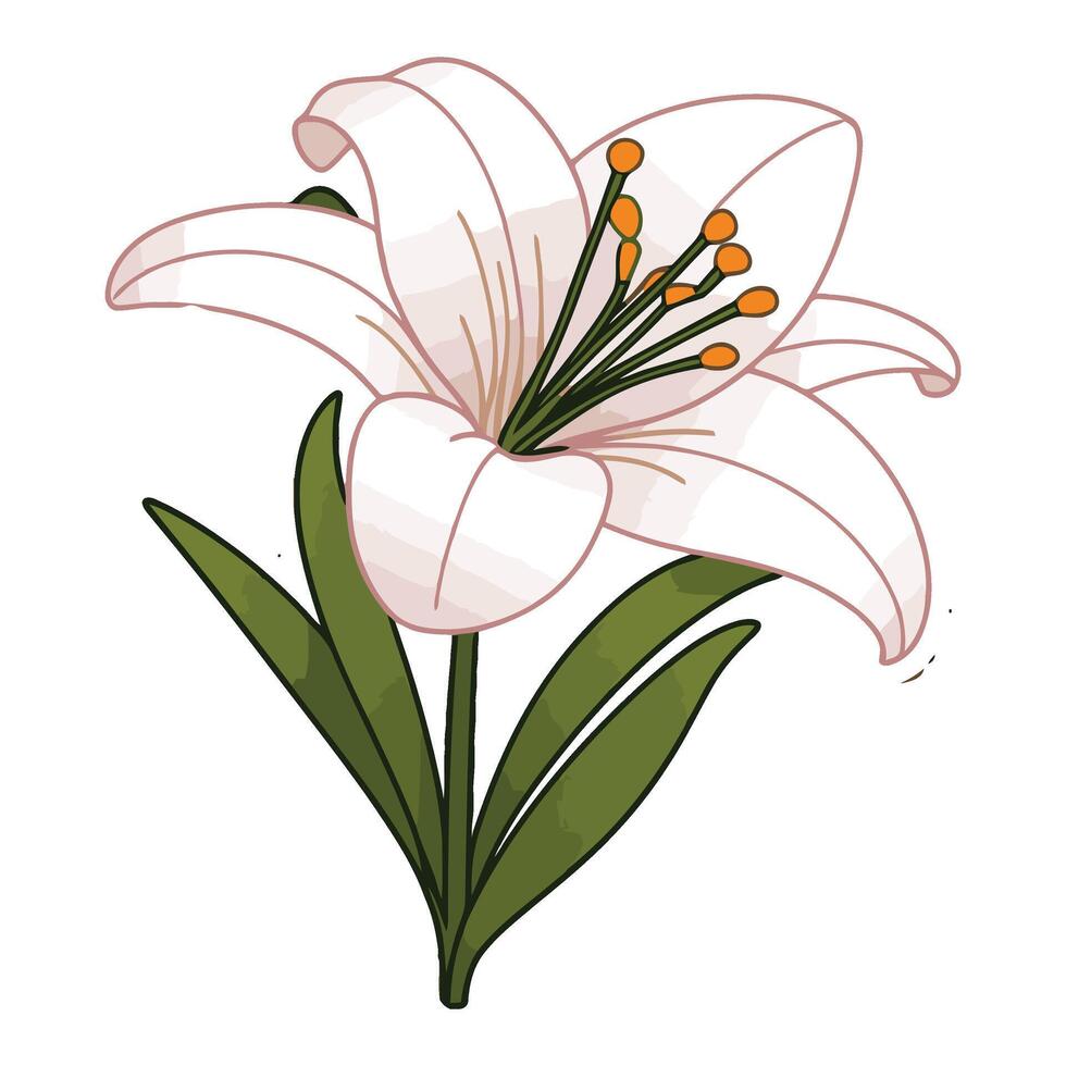 A white lily with green leaves and yellow stamen vector