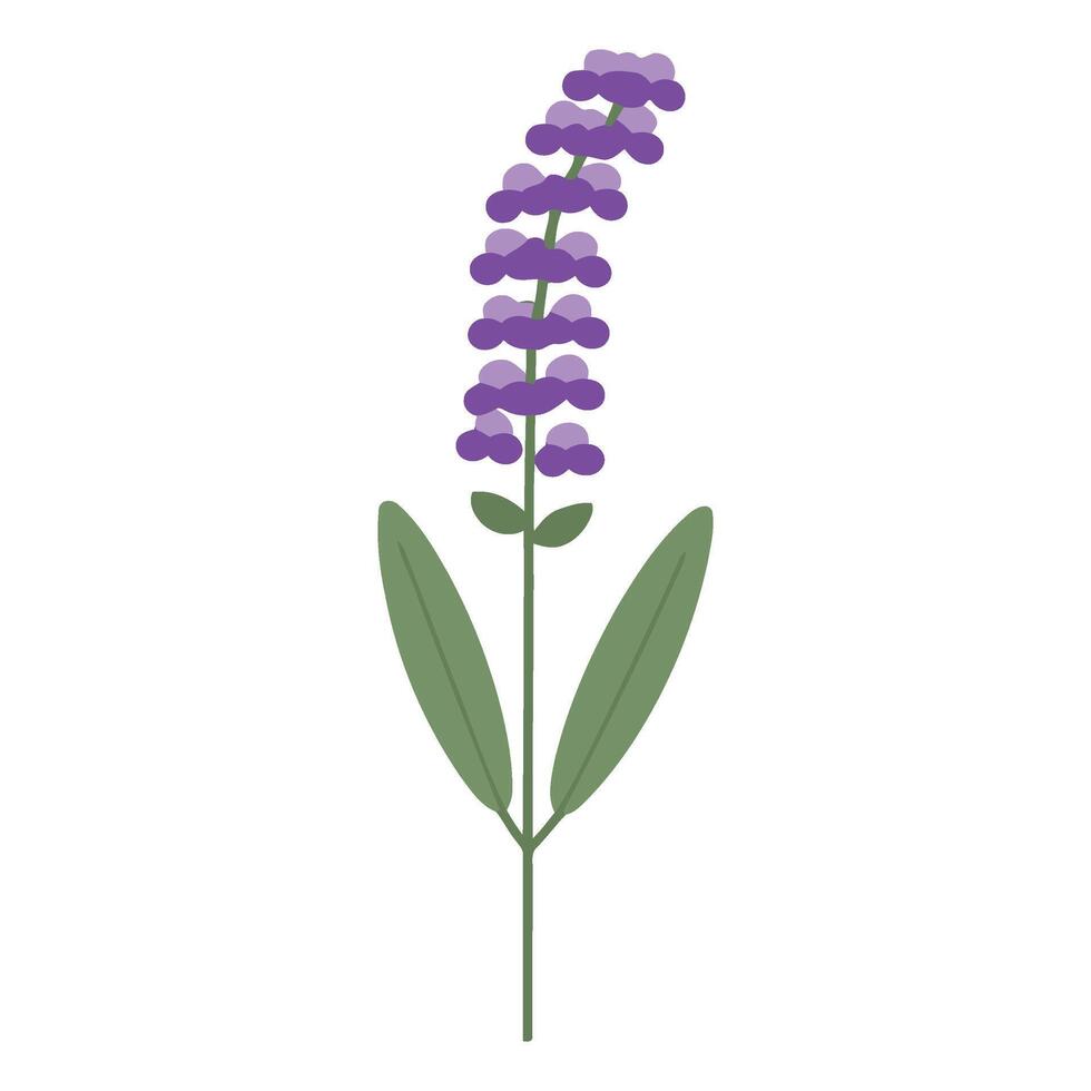 A purple flower with green leaves on a white background vector