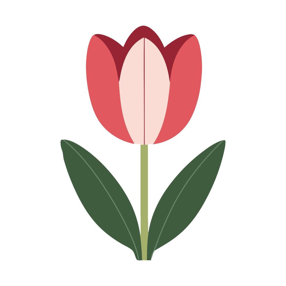 A red and pink tulip on a white background vector