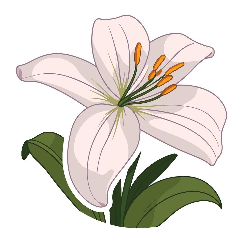 illustration of white lily flower isolated on white background vector