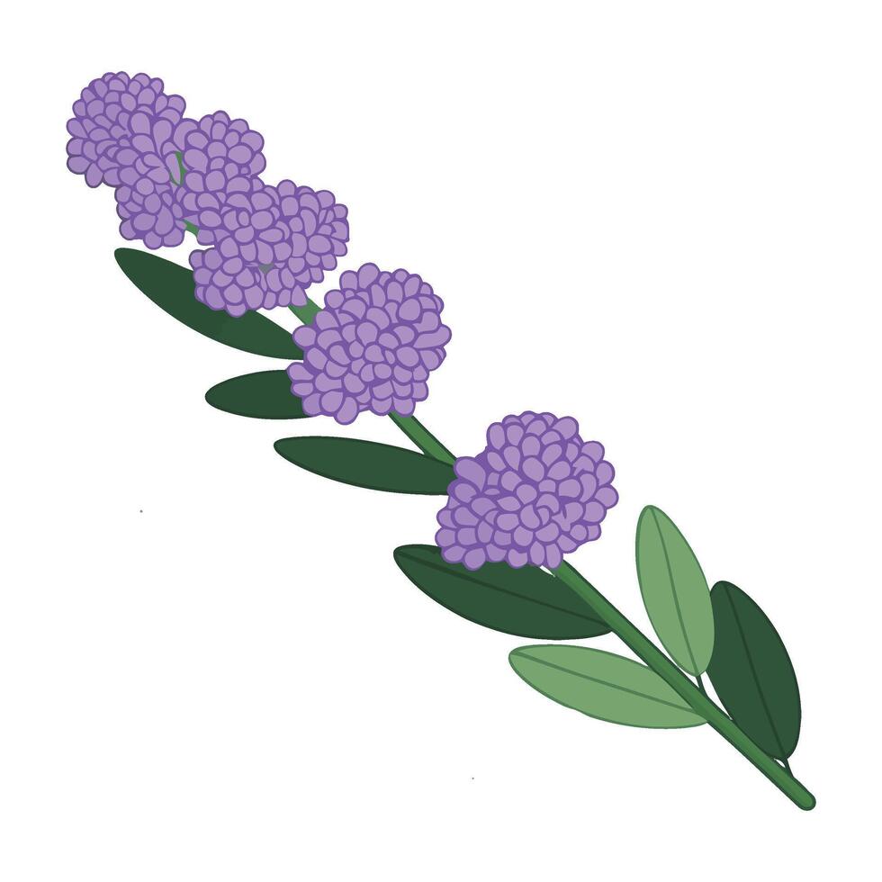 Lavender flowers on a white background vector