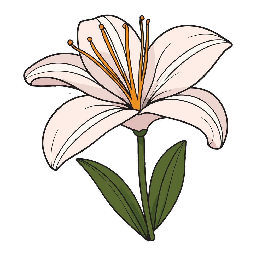 A lily flower is shown in this illustration vector