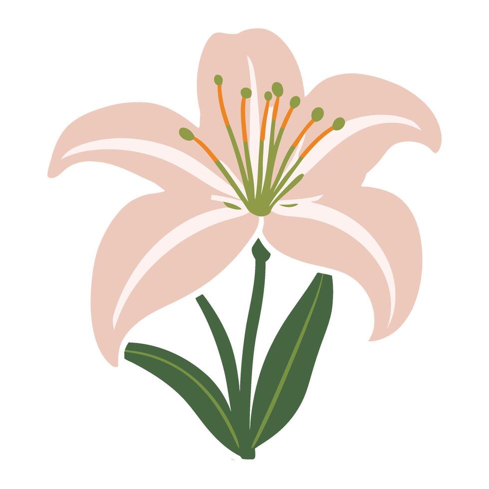 A pink lily on a white background vector