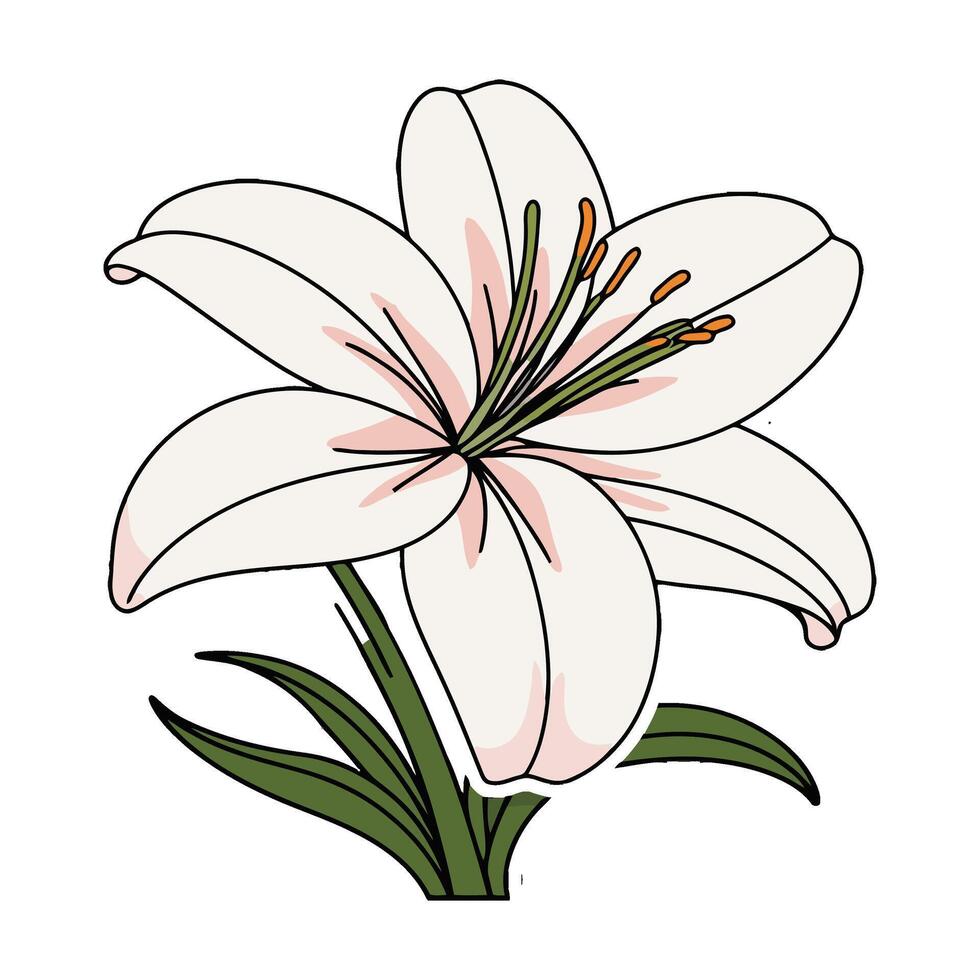 A white lily on a white background vector