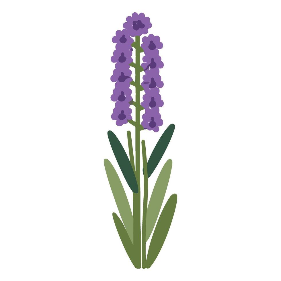 A purple flower with green leaves on a white background vector