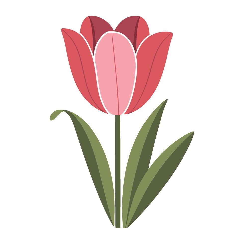 A pink tulip on a white background vector