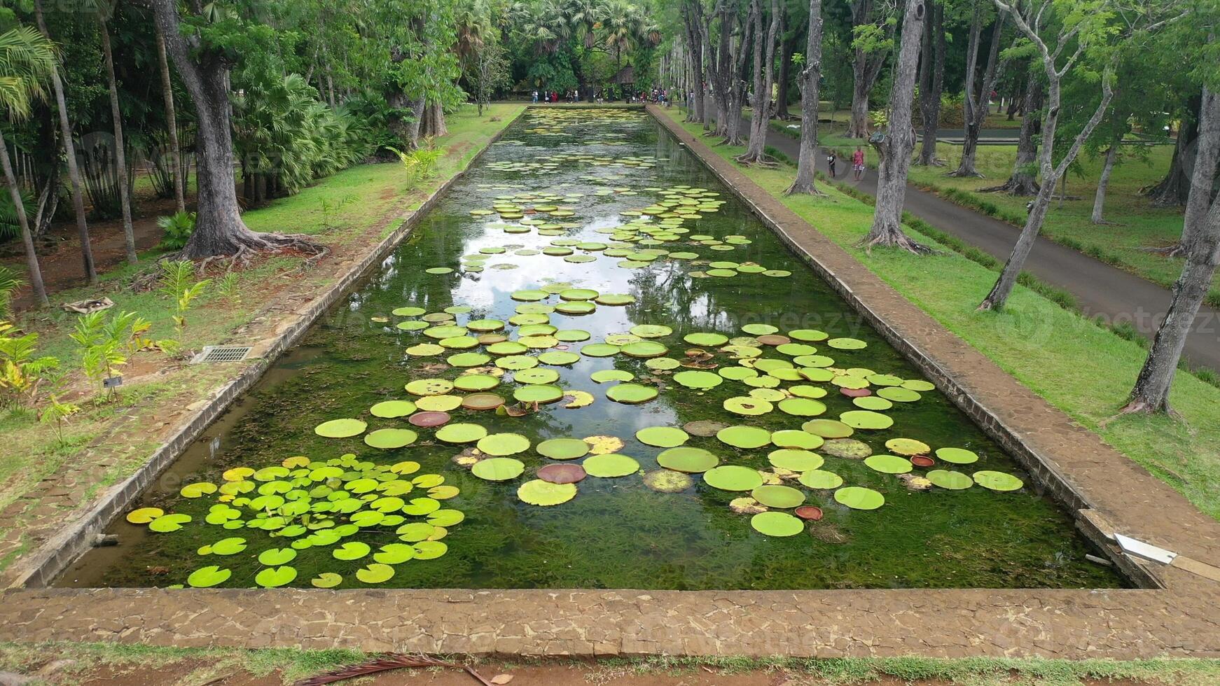 Aerial view of Victoria's water lilies on the island of Mauritius in the Botanic garden photo