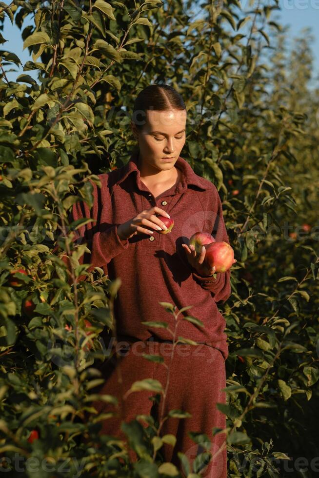 Fashionable girl picking apples from a tree in the orchard. Fresh ripe apples from fruit trees picked by a beautiful girl photo