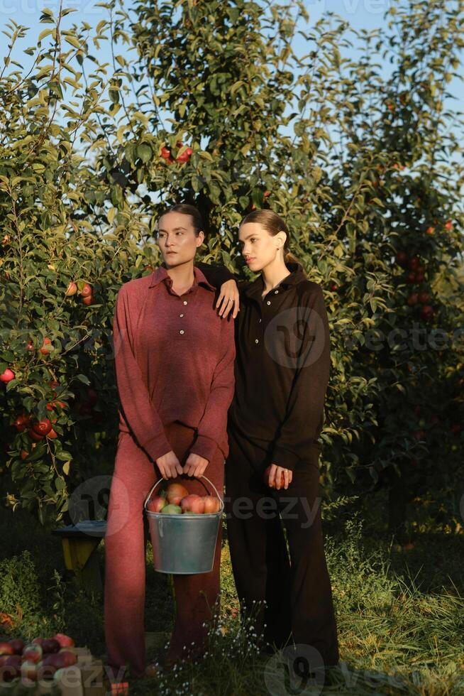 Two Stylish country girls picking apples in the orchard. Fresh ripe apples from fruit trees, picked by beautiful girls photo