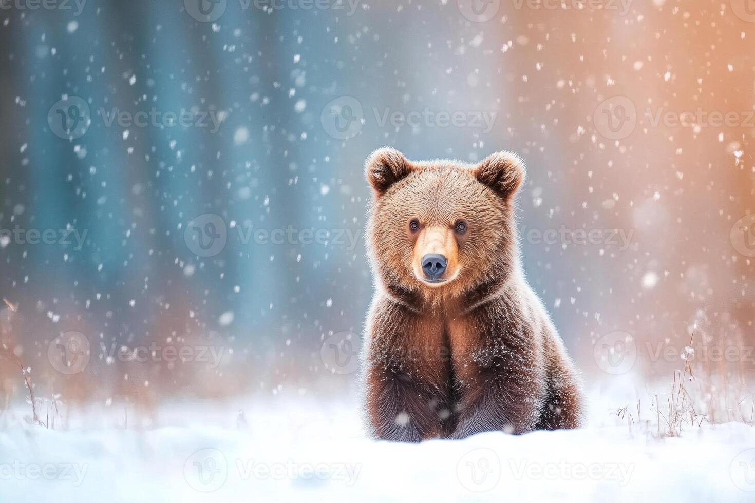 A brown bear gazes calmly in the snow with evening light casting a blue hue in a minimalist setting photo
