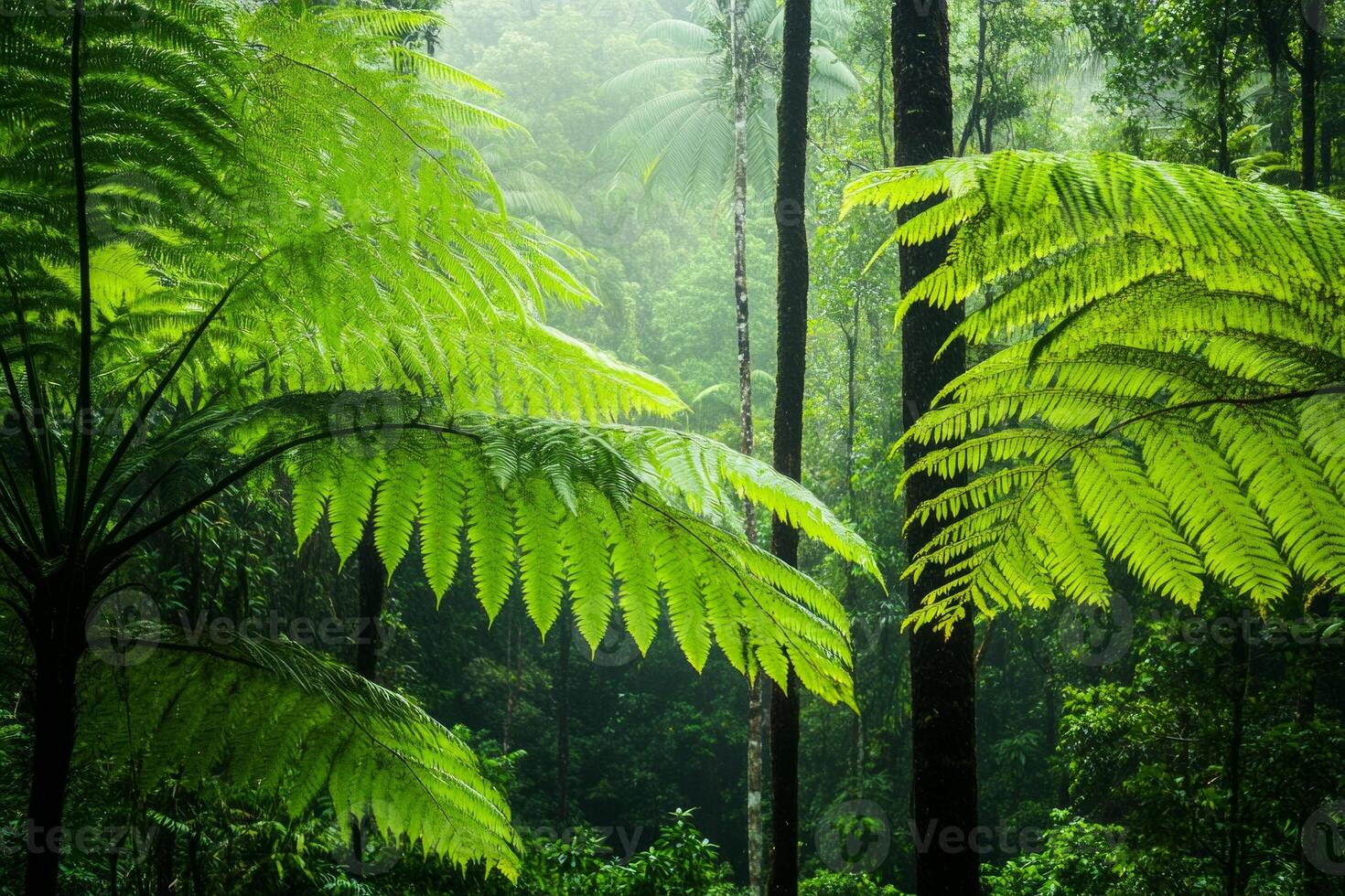 Serene sunlight filters through a dense forest of tall trees and lush ferns creating dappled patterns on the ground photo