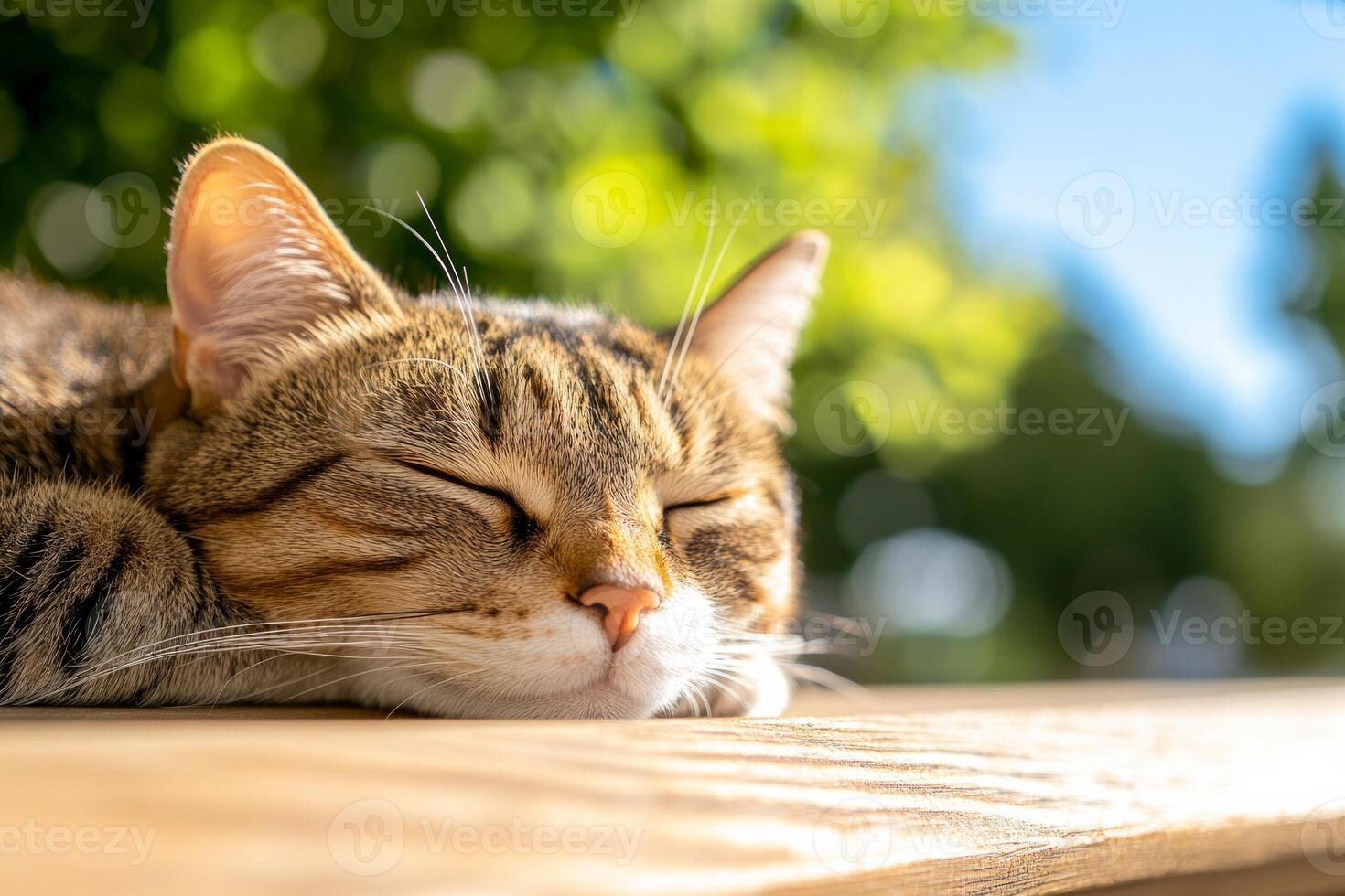 A relaxed cat enjoying the warm sunlight on a wooden bench under a clear blue sky photo