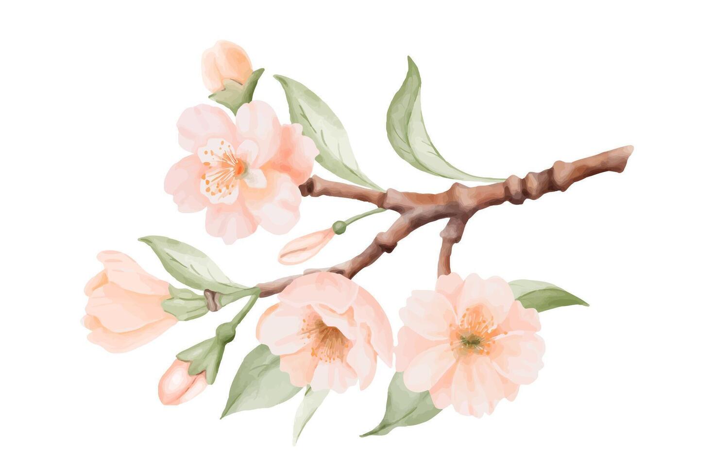 Spring Blossom, Branch with Peach or Cherry Flowers and Leaves. Watercolor hand painted botanical illustration isolated on a white background. Perfect for wedding invitations, greeting cards, prints vector