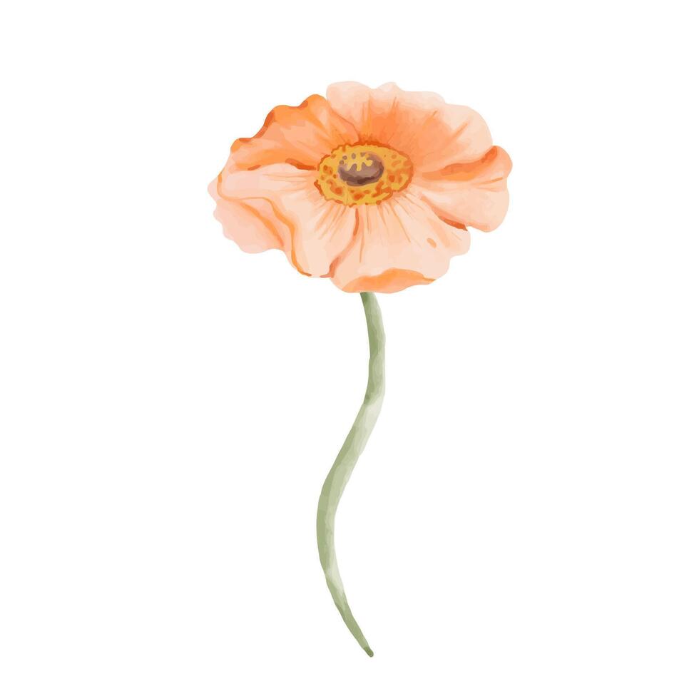 Iceland Poppy flower, peach colored isolated on white background. Watercolor hand drawn illustration. Orange botanical design element for cards, invitations, packaging prints. vector