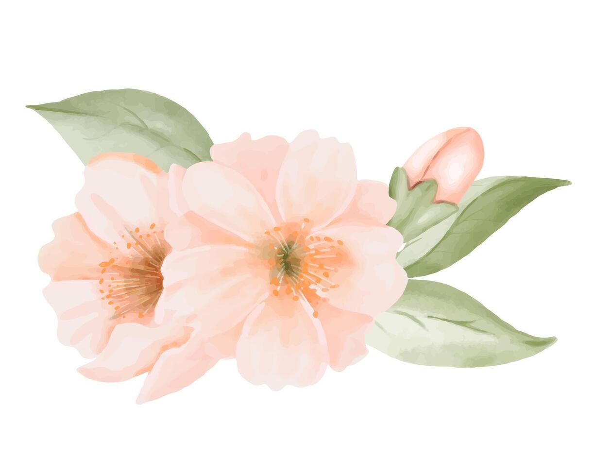 Peach or Cherry Flowers with Leaves and Bud. Watercolor hand painted botanical illustration isolated on a white background. Perfect for wedding invitations, greeting cards, prints and packaging vector