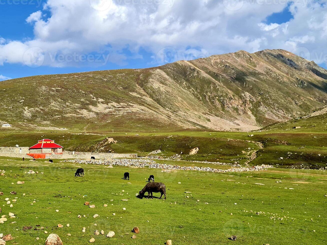 A herd of cows grazing in a field near a mountain photo