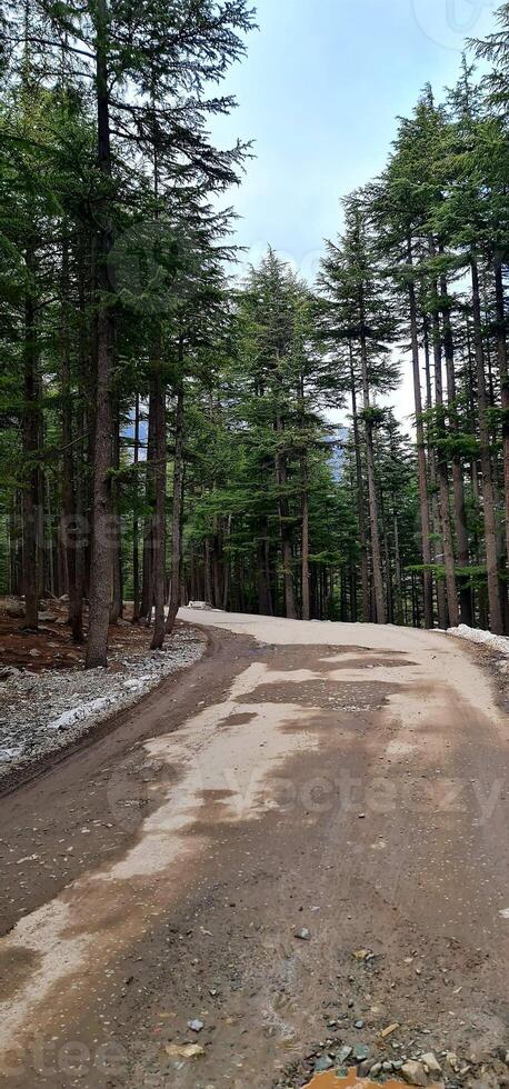 A dirt road surrounded by pine trees in the middle of the forest photo