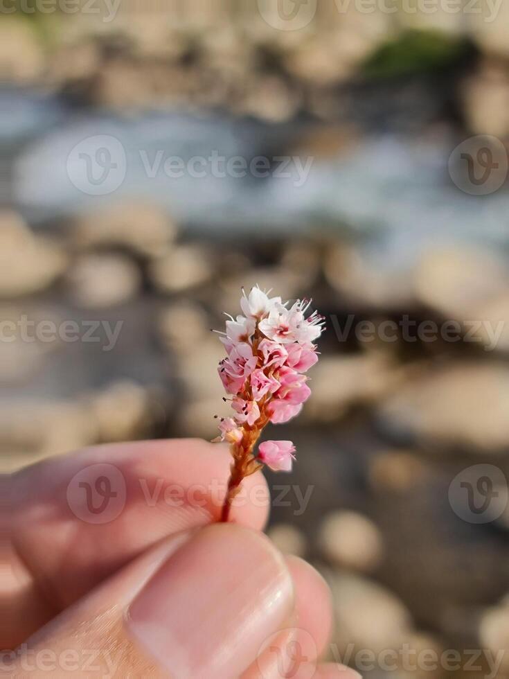 A hand holding a small pink flower in front of a river photo