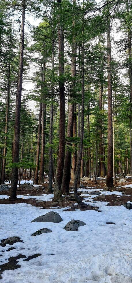 A forest with snow on the ground and trees photo
