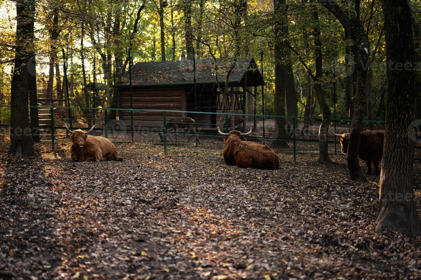Highland cattle resting in a serene wooded enclosure photo